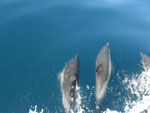 Delphine - Yachtcharter Schweden, Mitsegeln