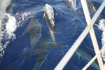 Delphine - Yachtcharter Schweden, Mitsegeln