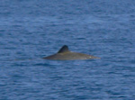 Wal - Yachtcharter Schweden, Mitsegeln