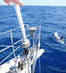 Delphine - Yachtcharter Schweden, Mitsegeln