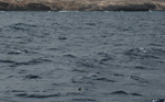 Hai - Yachtcharter Schweden, Mitsegeln