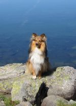 Hund am Segelboot in Schweden